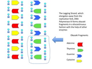 The Lagging Strand, which
elongates away from the
replication fork, DNA
Polymerase III forms okazaki
fragments in a discontinuous
fashion with the help of other
enzymes

Okazaki Fragments
Adenine
Thymine
Guanine
Cytosine

 