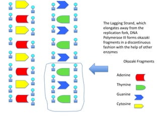The Lagging Strand, which
elongates away from the
replication fork, DNA
Polymerase III forms okazaki
fragments in a discontinuous
fashion with the help of other
enzymes

Okazaki Fragments
Adenine
Thymine
Guanine
Cytosine

 