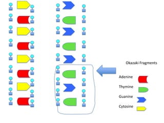 Okazaki Fragments
Adenine
Thymine
Guanine
Cytosine

 