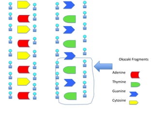 Okazaki Fragments
Adenine
Thymine
Guanine
Cytosine

 