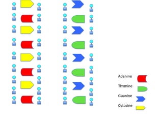 Adenine
Thymine
Guanine
Cytosine

 