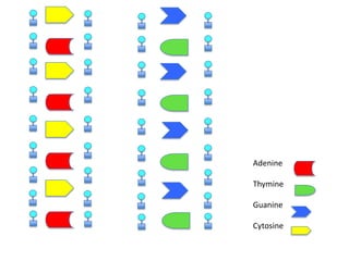 Adenine
Thymine
Guanine
Cytosine

 