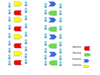 Adenine
Thymine
Guanine
Cytosine

 