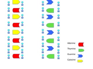 Adenine
Thymine
Guanine
Cytosine

 