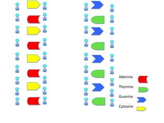 Adenine
Thymine
Guanine
Cytosine

 