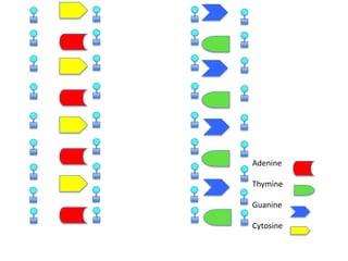 Adenine
Thymine
Guanine
Cytosine

 