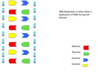 DNA Replication is when there is
duplication of DNA during Cell
division.

Adenine
Thymine
Guanine
Cytosine

 