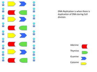 DNA Replication is when there is
duplication of DNA during Cell
division.

Adenine
Thymine
Guanine
Cytosine

 