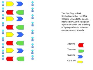 The First Step in DNA
Replication is that the DNA
Helicase unwinds the doublestranded DNA in the origin of
replication when the breaking
of hydrogen bonds between
complementary strands.

Adenine
Thymine
Guanine
Cytosine

 