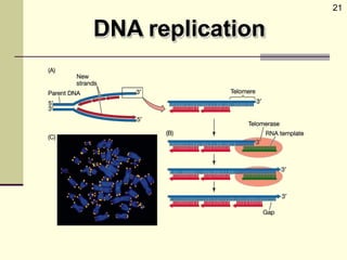 Replication Mutation DNA replication,repair and mutation | PPTX