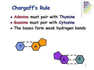 DNA Replication & Repair. | PPT