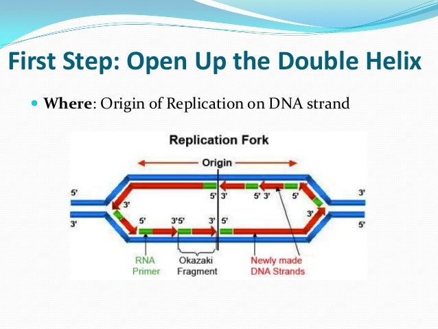 Dna replication review for matching worksheet final