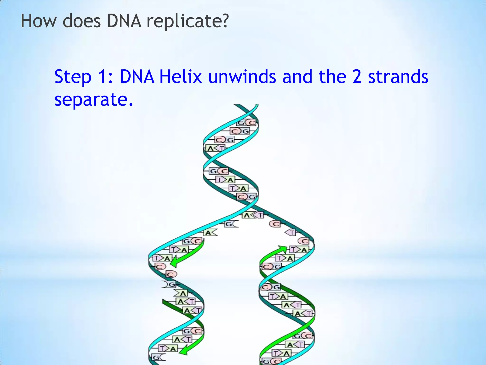How does DNA replicate?

   Step 1: DNA Helix unwinds and the 2 strands
   separate.
 