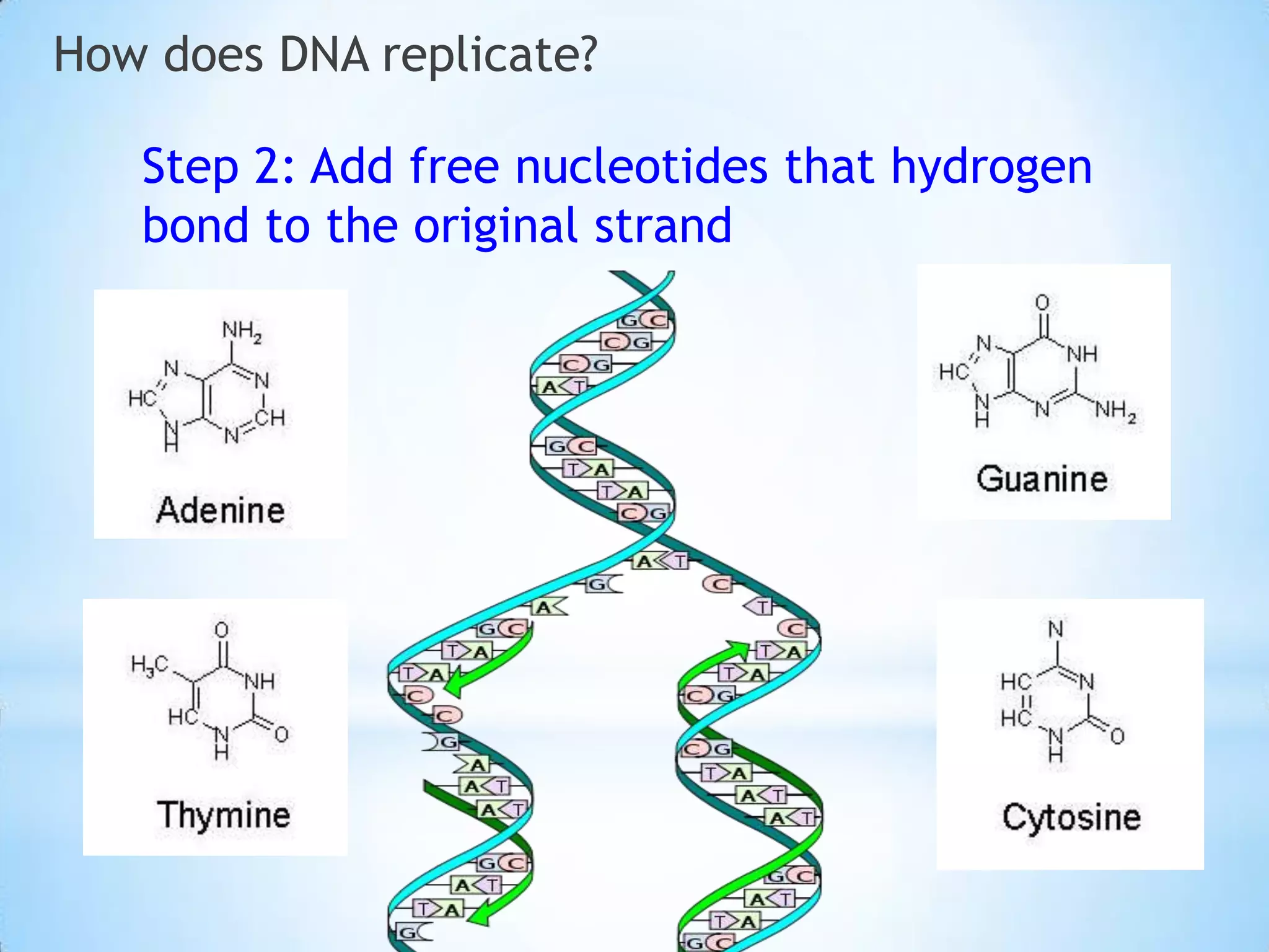 How does DNA replicate?

   Step 2: Add free nucleotides that hydrogen
   bond to the original strand
 