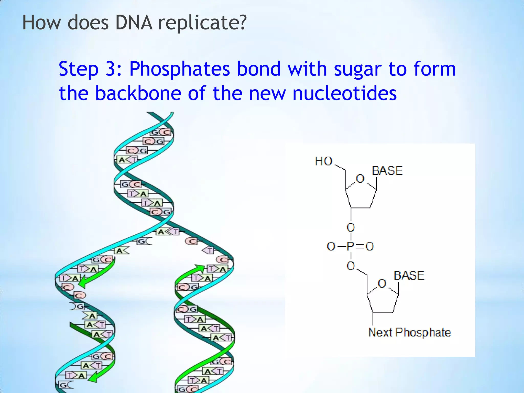 How does DNA replicate?

   Step 3: Phosphates bond with sugar to form
   the backbone of the new nucleotides
 