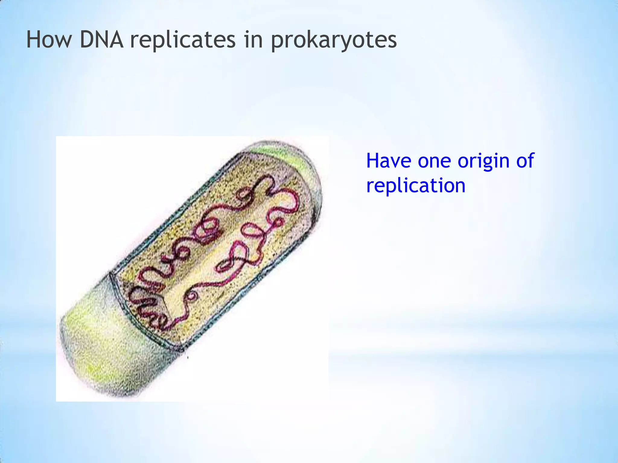 How DNA replicates in prokaryotes




                              Have one origin of
                              replication
 