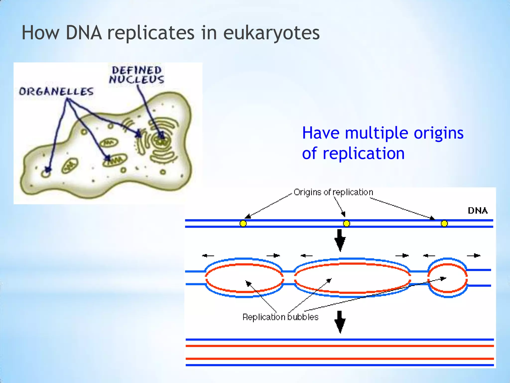 How DNA replicates in eukaryotes




                              Have multiple origins
                              of replication
 