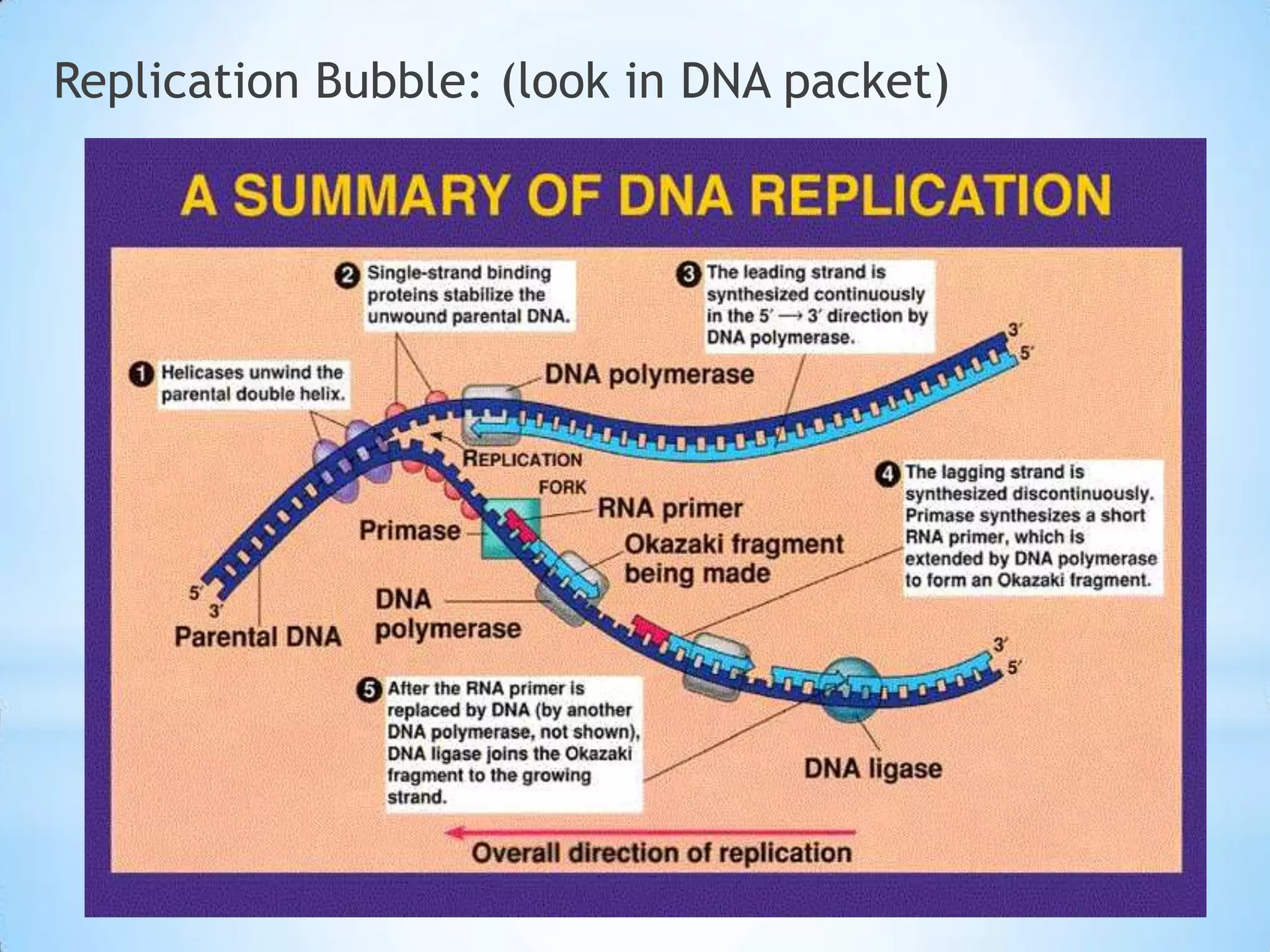 Replication Bubble: (look in DNA packet)
 