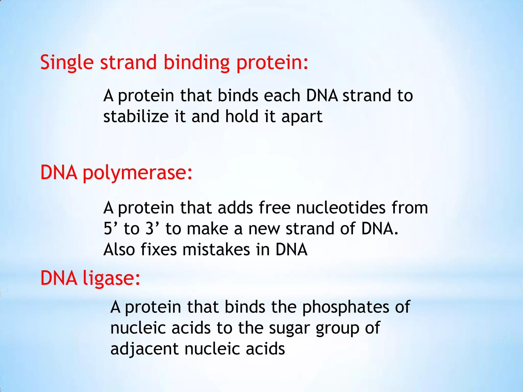 Single strand binding protein:
       A protein that binds each DNA strand to
       stabilize it and hold it apart


DNA polymerase:
       A protein that adds free nucleotides from
       5’ to 3’ to make a new strand of DNA.
       Also fixes mistakes in DNA
DNA ligase:
       A protein that binds the phosphates of
       nucleic acids to the sugar group of
       adjacent nucleic acids
 