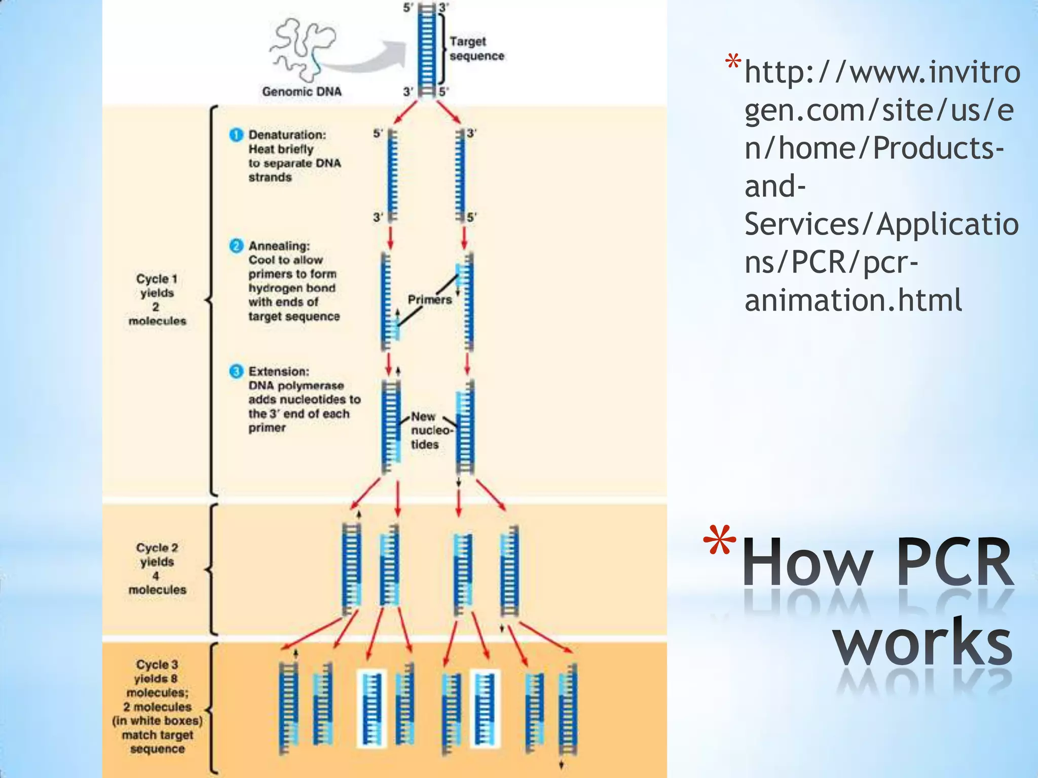 * http://www.invitro
    gen.com/site/us/e
    n/home/Products-
    and-
    Services/Applicatio
    ns/PCR/pcr-
    animation.html




*
 