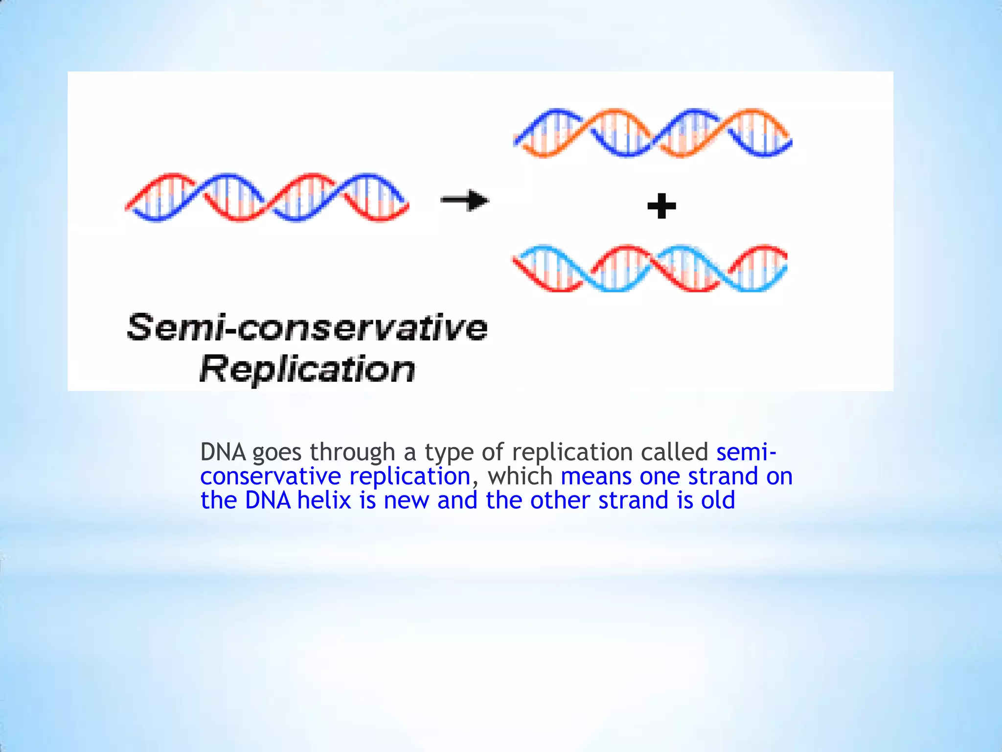 DNA goes through a type of replication called semi-
conservative replication, which means one strand on
the DNA helix is new and the other strand is old
 