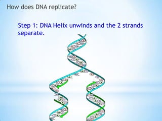 How does DNA replicate?

   Step 1: DNA Helix unwinds and the 2 strands
   separate.
 