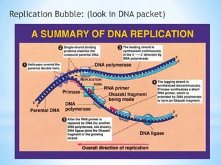 Replication Bubble: (look in DNA packet)
 