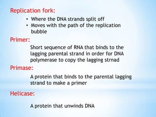 Replication fork:
      • Where the DNA strands split off
      • Moves with the path of the replication
        bubble
Primer:
          Short sequence of RNA that binds to the
          lagging parental strand in order for DNA
          polymerase to copy the lagging strnad
Primase:
          A protein that binds to the parental lagging
          strand to make a primer

Helicase:
          A protein that unwinds DNA
 