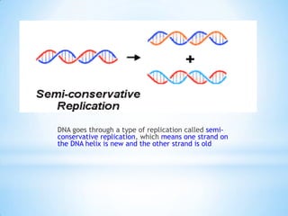 DNA goes through a type of replication called semi-
conservative replication, which means one strand on
the DNA helix is new and the other strand is old
 