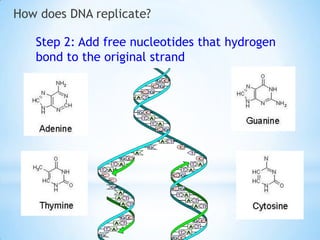 How does DNA replicate?

   Step 2: Add free nucleotides that hydrogen
   bond to the original strand
 