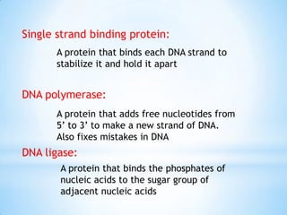 Single strand binding protein:
       A protein that binds each DNA strand to
       stabilize it and hold it apart


DNA polymerase:
       A protein that adds free nucleotides from
       5’ to 3’ to make a new strand of DNA.
       Also fixes mistakes in DNA
DNA ligase:
       A protein that binds the phosphates of
       nucleic acids to the sugar group of
       adjacent nucleic acids
 