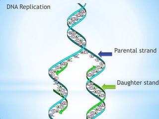 DNA Replication




                  Parental strand




                  Daughter stand
 