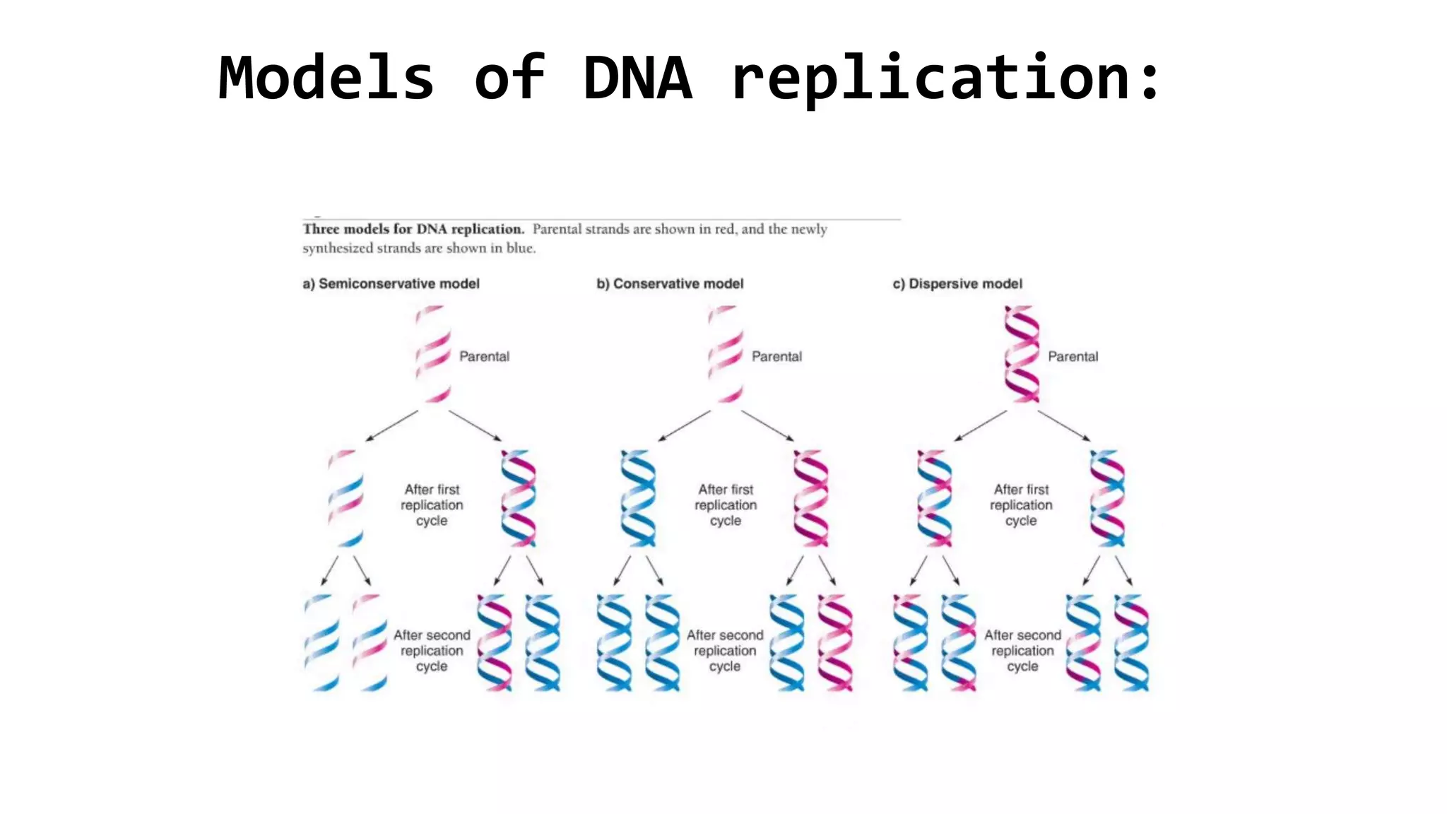 Models of DNA replication: