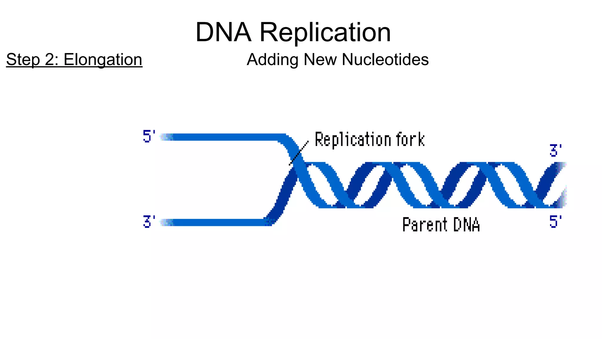 Dna replication transcription and translation | PPT