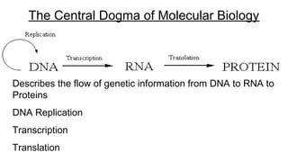 Describes the flow of genetic information from DNA to RNA to
Proteins
DNA Replication
Transcription
Translation
The Central Dogma of Molecular Biology
 
