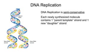 DNA Replication is semi-conservative
Each newly synthesized molecule
contains 1 “parent template” strand and 1
new “daughter” strand
DNA Replication
 