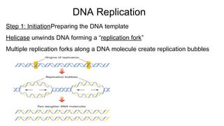 Step 1: InitiationPreparing the DNA template
Helicase unwinds DNA forming a “replication fork”
Multiple replication forks along a DNA molecule create replication bubbles
DNA Replication
 
