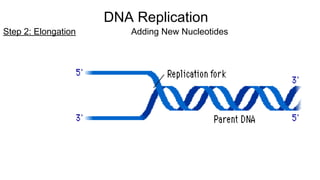 Step 2: Elongation Adding New Nucleotides
DNA Replication
 