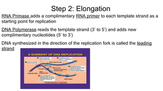 RNA Primase adds a complimentary RNA primer to each template strand as a
starting point for replication
DNA Polymerase reads the template strand (3’ to 5’) and adds new
complimentary nucleotides (5’ to 3’)
DNA synthesized in the direction of the replication fork is called the leading
strand
Step 2: Elongation
 