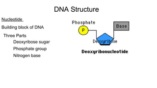 Nucleotide
Building block of DNA
Three Parts
Deoxyribose sugar
Phosphate group
Nitrogen base
DNA Structure
 