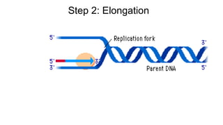 Step 2: Elongation
 