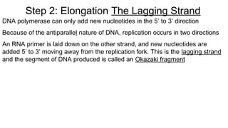 DNA polymerase can only add new nucleotides in the 5’ to 3’ direction
Because of the antiparallel nature of DNA, replication occurs in two directions
An RNA primer is laid down on the other strand, and new nucleotides are
added 5’ to 3’ moving away from the replication fork. This is the lagging strand
and the segment of DNA produced is called an Okazaki fragment
Step 2: Elongation The Lagging Strand
 