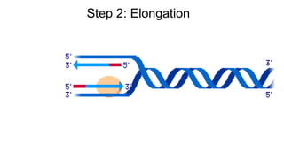 Step 2: Elongation
 