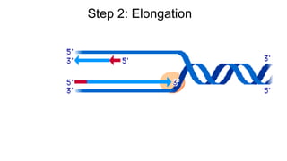 Step 2: Elongation
 