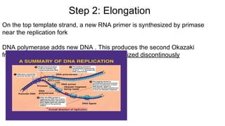 On the top template strand, a new RNA primer is synthesized by primase
near the replication fork
DNA polymerase adds new DNA . This produces the second Okazaki
fragment. Thus, the lagging strand is synthesized discontinously
Step 2: Elongation
 