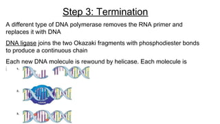A different type of DNA polymerase removes the RNA primer and
replaces it with DNA
DNA ligase joins the two Okazaki fragments with phosphodiester bonds
to produce a continuous chain
Each new DNA molecule is rewound by helicase. Each molecule is
identical
Step 3: Termination
 
