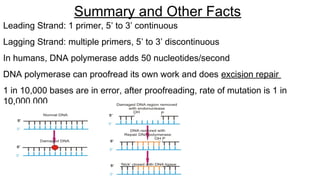 Leading Strand: 1 primer, 5’ to 3’ continuous
Lagging Strand: multiple primers, 5’ to 3’ discontinuous
In humans, DNA polymerase adds 50 nucleotides/second
DNA polymerase can proofread its own work and does excision repair
1 in 10,000 bases are in error, after proofreading, rate of mutation is 1 in
10,000,000
Summary and Other Facts
 