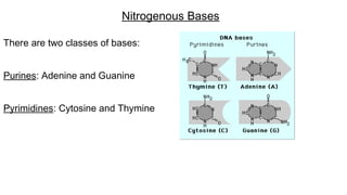 There are two classes of bases:
Purines: Adenine and Guanine
Pyrimidines: Cytosine and Thymine
Nitrogenous Bases
 