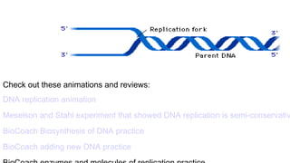 Check out these animations and reviews:
DNA replication animation
Meselson and Stahl experiment that showed DNA replication is semi-conservativ
BioCoach Biosynthesis of DNA practice
BioCoach adding new DNA practice
 