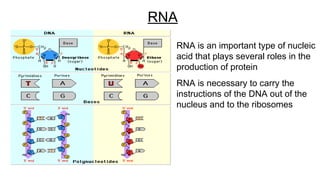 RNA is an important type of nucleic
acid that plays several roles in the
production of protein
RNA is necessary to carry the
instructions of the DNA out of the
nucleus and to the ribosomes
RNA
 
